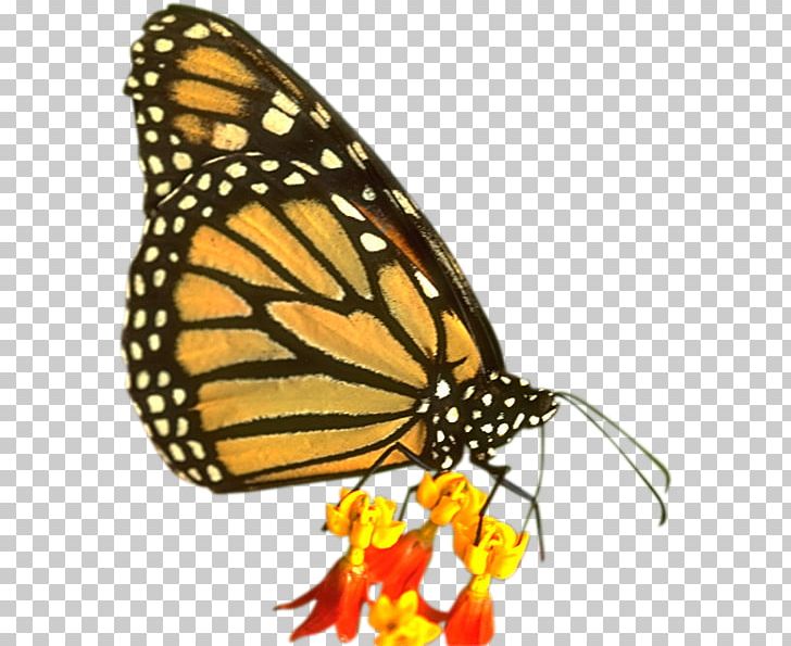 Monarch Butterfly Pieridae Brush-footed Butterflies PNG, Clipart, Arthropod, Brush Footed Butterfly, Butterfly, Color, Insect Free PNG Download