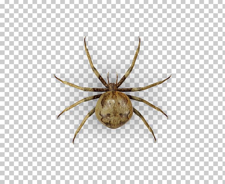 Spider Web Cockroach Raid Hobo Spider PNG, Clipart, American Cockroach, Arachnid, Araneus, Arthropod, Basement Free PNG Download
