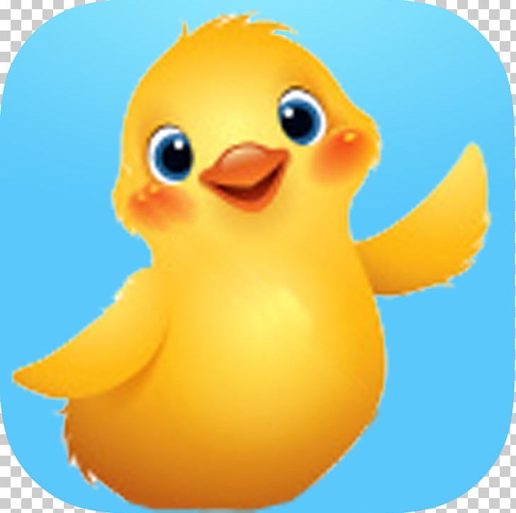 Duck Water Bird Chicken Goose PNG, Clipart, Anatidae, Animal, Animals, Beak, Bird Free PNG Download