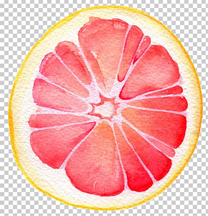 Grapefruit Juice Pomelo Lemon Watercolor Painting PNG, Clipart, Art, Circle, Citrus, Food, Fruit Free PNG Download