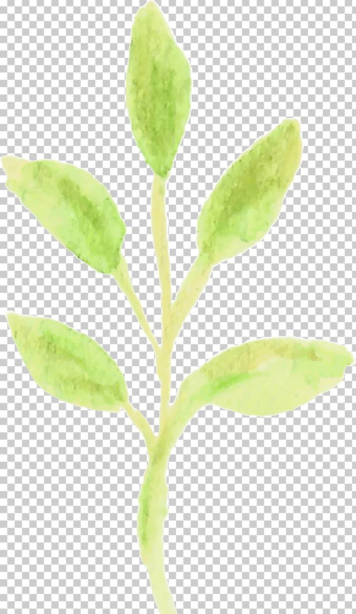 Leaf Plant Stem Organism PNG, Clipart, Leaf, Organism, Plant, Plant Stem Free PNG Download