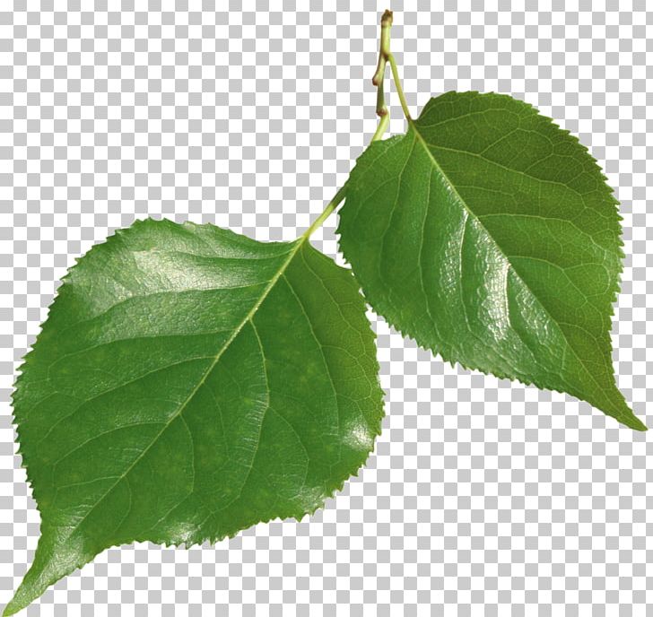 Leaf RAR Computer Icons PNG, Clipart, Computer Icons, Digital Image, Download, Image Resolution, Information Free PNG Download