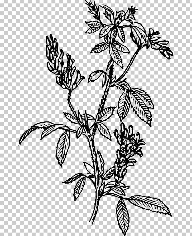 Alfalfa Sprouting PNG, Clipart, Alfalfa, Artwork, Black And White, Branch, Butterfly Free PNG Download