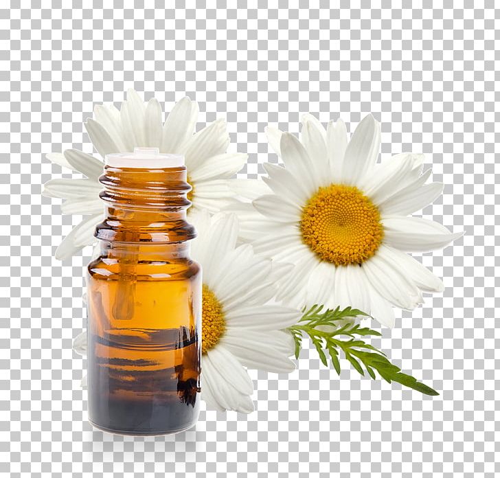 Chamomile Tea Flower PNG, Clipart, Alternative Medicine, Chamomile, Common Daisy, Cooking Oil, Flower Free PNG Download