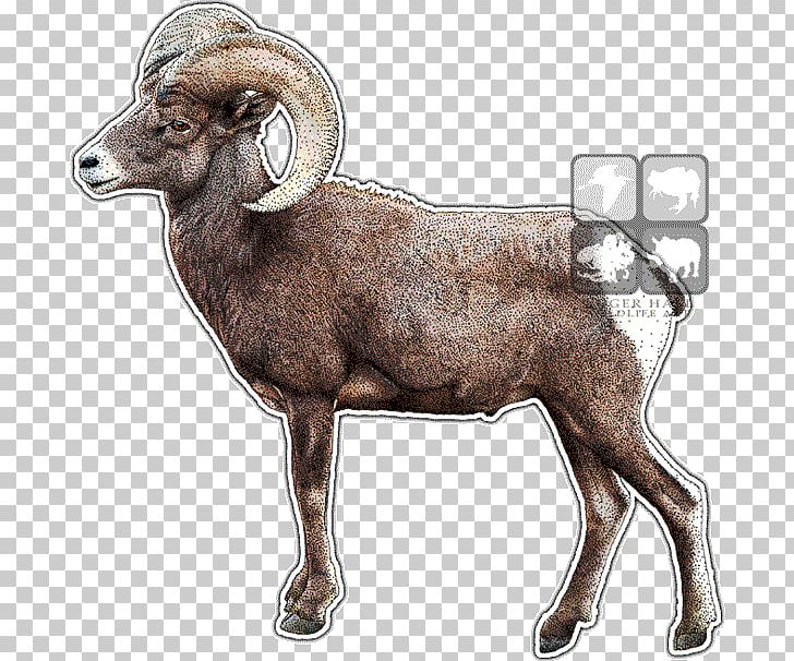 Desert Bighorn Sheep Argali Barbary Sheep PNG, Clipart, Animal, Animals, Argali, Barbary Sheep, Bighorn Free PNG Download