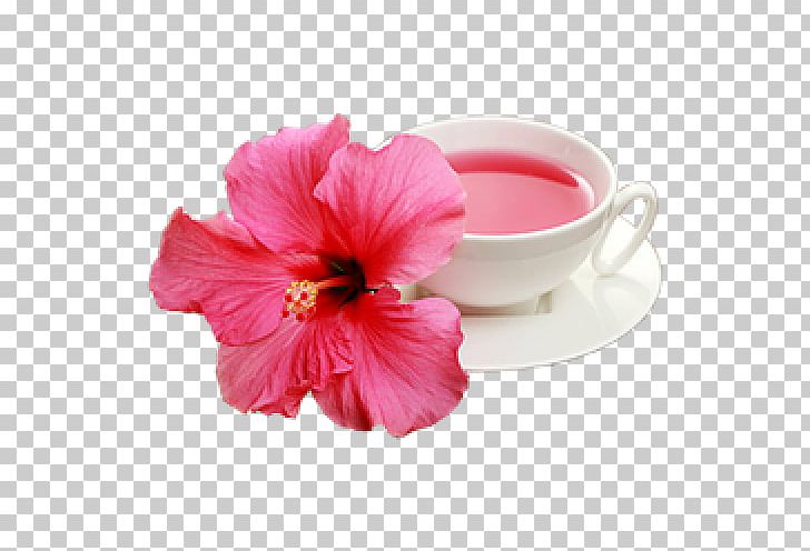 Hibiscus Magenta PNG, Clipart, Cup, Flower, Flowering Plant, Hibiscus, Magenta Free PNG Download