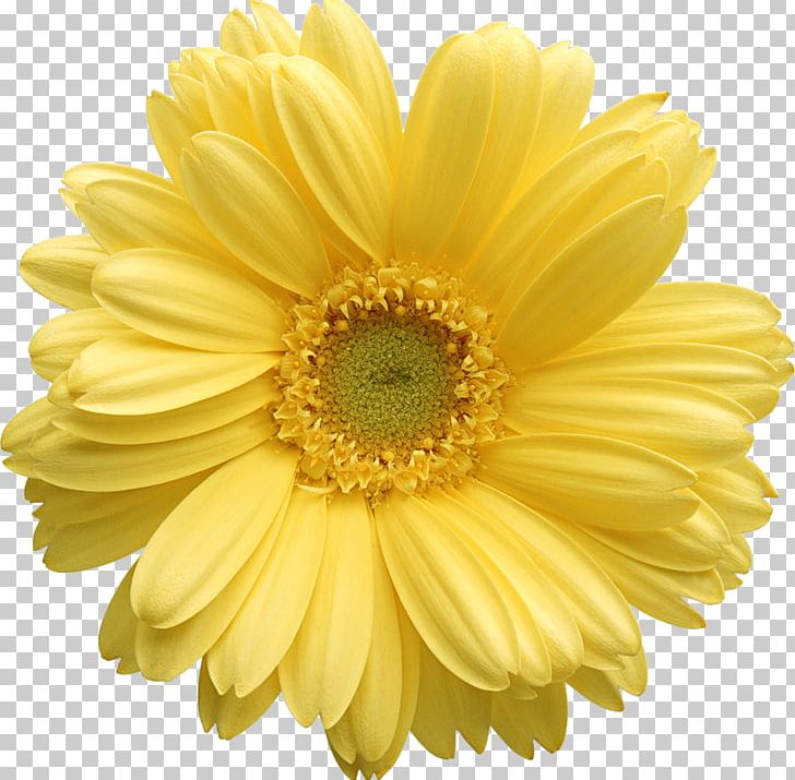 Flower Yellow Stock Photography PNG, Clipart, Chrysanths, Clip Art