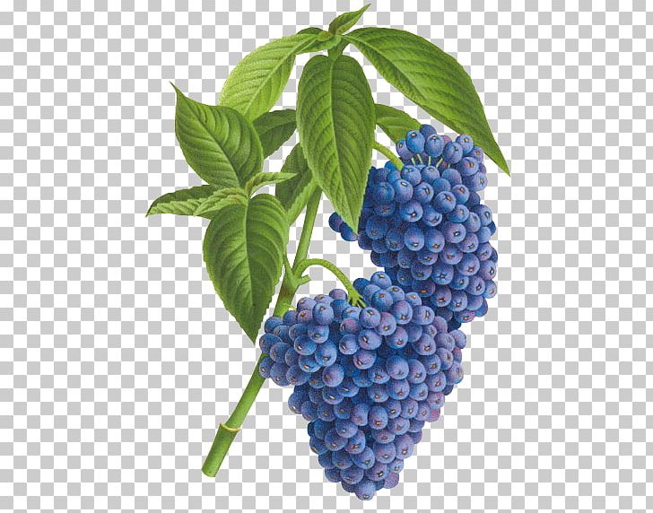 Ghent Blueberry Tea Psychotria Cyanococca Psychotria Cyanocarpa PNG, Clipart, Belgium, Berry, Bilberry, Blueberry, Blueberry Bush Free PNG Download
