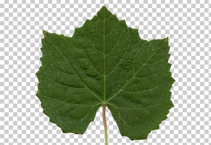 Grape Leaves Plant Pathology Grapevines Leaf PNG, Clipart, Family, Food Drinks, Grape Leaves, Grapevine Family, Grapevines Free PNG Download