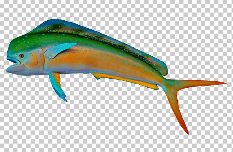 Mahi Mahi Fish Fin Fish Dolphin PNG, Clipart, Dolphin, Fin, Fish, Mahi Mahi, Parrotfish Free PNG Download