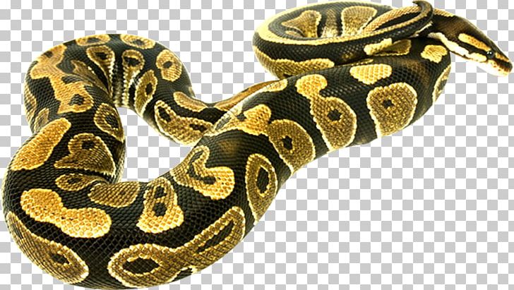 Boa Constrictor Snake PNG, Clipart, Animals, Boa Constrictor, Boas, Body Jewelry, Boinae Free PNG Download