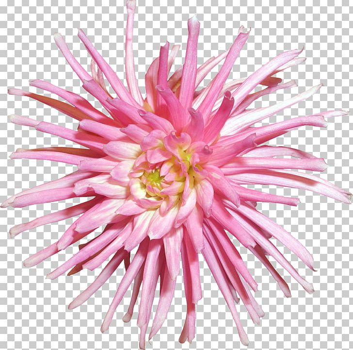 Cut Flowers Transvaal Daisy Plant Chrysanthemum PNG, Clipart, Annual Plant, Aster, California Poppy, Chrysanthemum, Chrysanths Free PNG Download