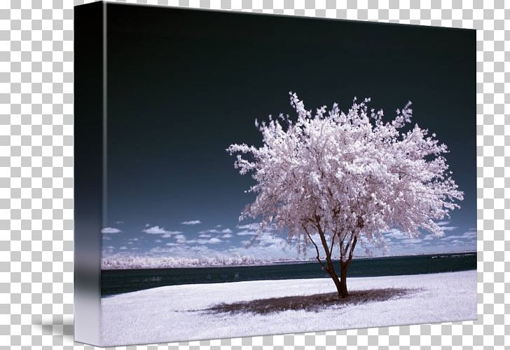 Infrared Photography Art Digital Photography PNG, Clipart, Art, Branch, Computer Wallpaper, Deviantart, Flower Free PNG Download