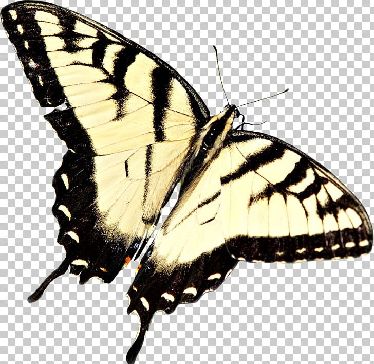 Monarch Butterfly Moth Insect PNG, Clipart, Arthropod, Babochki, Bee, Brush Footed Butterfly, Butterflies And Moths Free PNG Download