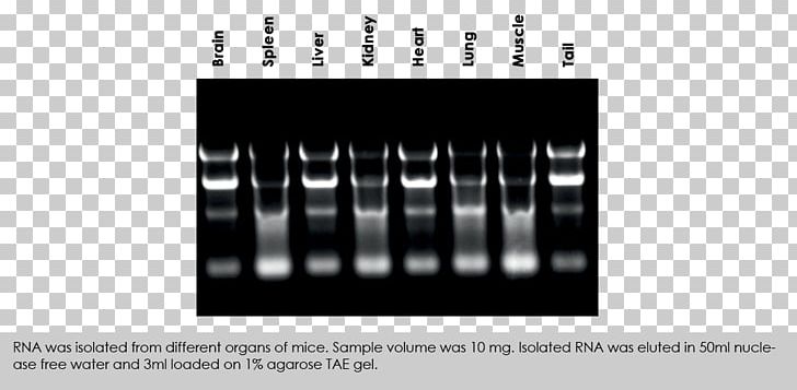 RNA Extraction Gel Electrophoresis Buffer Solution PNG, Clipart, Brand, Buffer Solution, Distortion, Dna, Dna Polymerase Free PNG Download