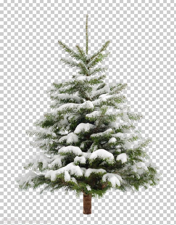 Christmas Tree Snow Fir Pine PNG, Clipart, Branch, Christmas Decoration, Christmas Ornament, Conifer, Decor Free PNG Download