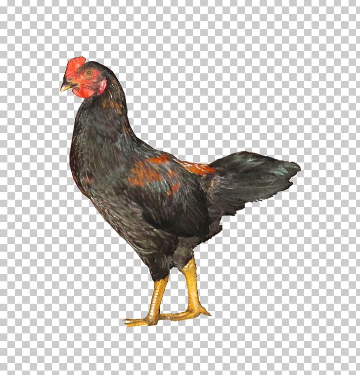 Rooster Gà Ta Lai Ri Chicken Black-Bone Silky Fowl Kien Chicken PNG, Clipart, Animal Husbandry, Beak, Bird, Broiler, Chicken Free PNG Download