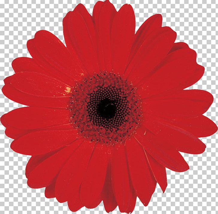 Transvaal Daisy Cut Flowers PNG, Clipart, Chrysanthemum, Chrysanths, Common Daisy, Cut Flowers, Daisy Free PNG Download