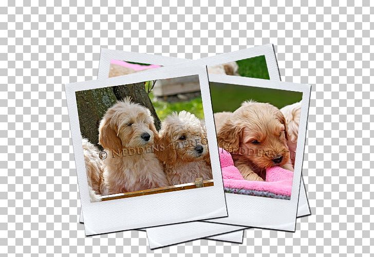 Goldendoodle Cockapoo Puppy Labradoodle Dog Breed PNG, Clipart, Animals, Aretus, Box, Breed, Carnivoran Free PNG Download