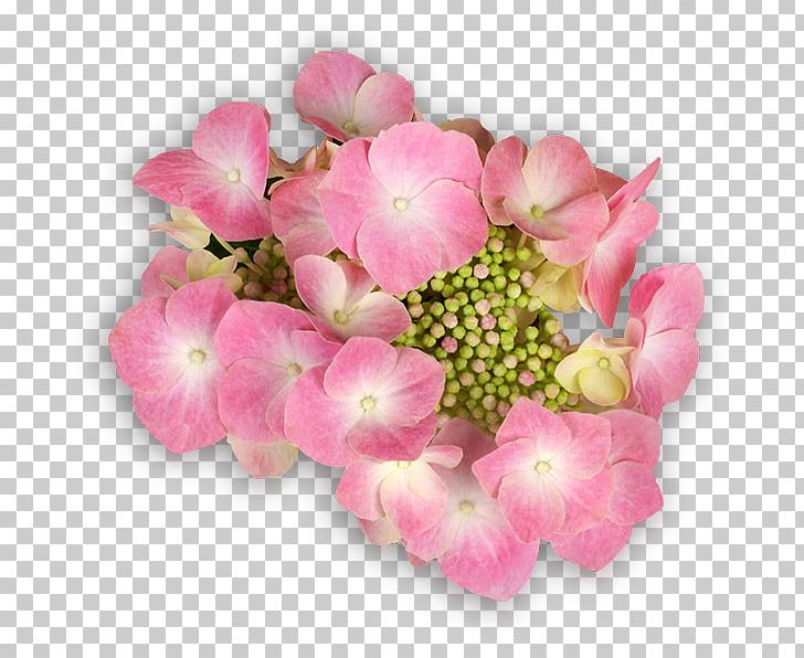 Hydrangea Flower Email Flying Discs PNG, Clipart, Annual Plant, Blossom, Cornales, Cut Flowers, Email Free PNG Download