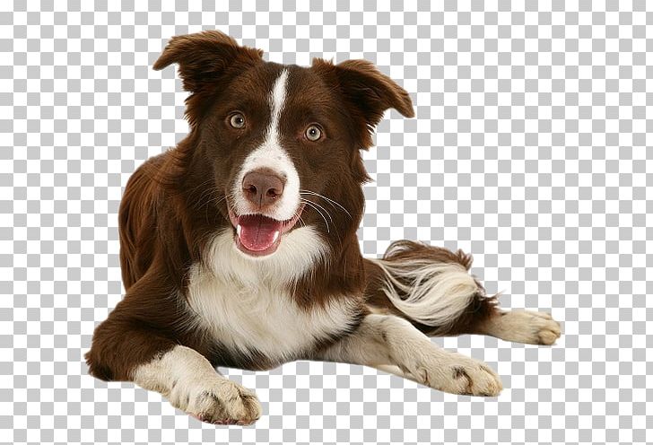 Border Collie Rough Collie Puppy Dachshund Labrador Retriever PNG, Clipart, Animals, Blue Merle, Border Collie, Chantal, Chocolate Free PNG Download