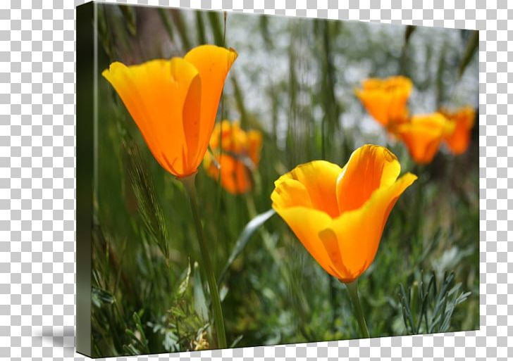 California Poppy Poppy Shower Curtain Meadow Yellow PNG, Clipart, Annual Plant, California Poppy, Computer, Computer Wallpaper, Coquelicot Free PNG Download