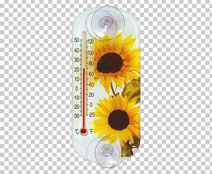 Common Sunflower Sunflower Seed Daisy Family Thermometer Measurement PNG, Clipart, Bimetal, Common Sunflower, Daisy Family, Flower, Flowering Plant Free PNG Download