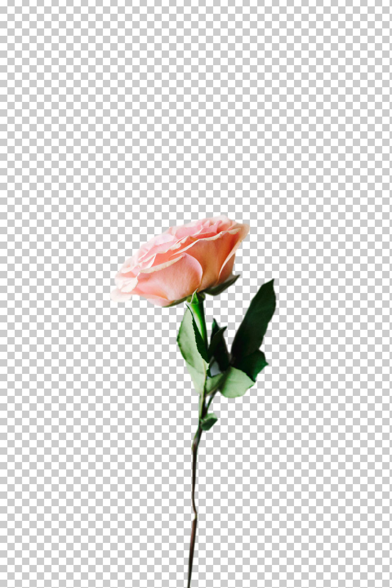 Garden Roses PNG, Clipart, Biology, Bud, Closeup, Cut Flowers, Flower Free PNG Download