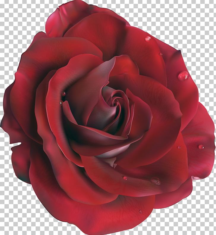 Blue Rose Flower PNG, Clipart, Blue, Blue Rose, Color, Cut Flowers, Encapsulated Postscript Free PNG Download