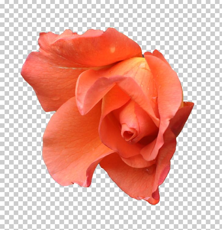 Centifolia Roses Orange Pink Flower Peach PNG, Clipart, Apricot, Blue, Centifolia Roses, China Rose, Cut Flowers Free PNG Download