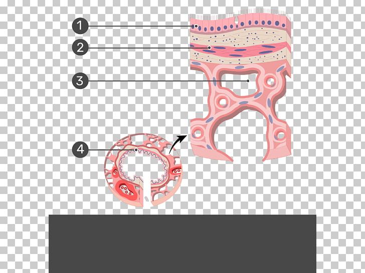 Terminal Bronchiole Anatomy Simple Columnar Epithelium Smooth Muscle Tissue PNG, Clipart, Anatomy, Angle, Body Jewelry, Bronchiole, Cross Section Free PNG Download