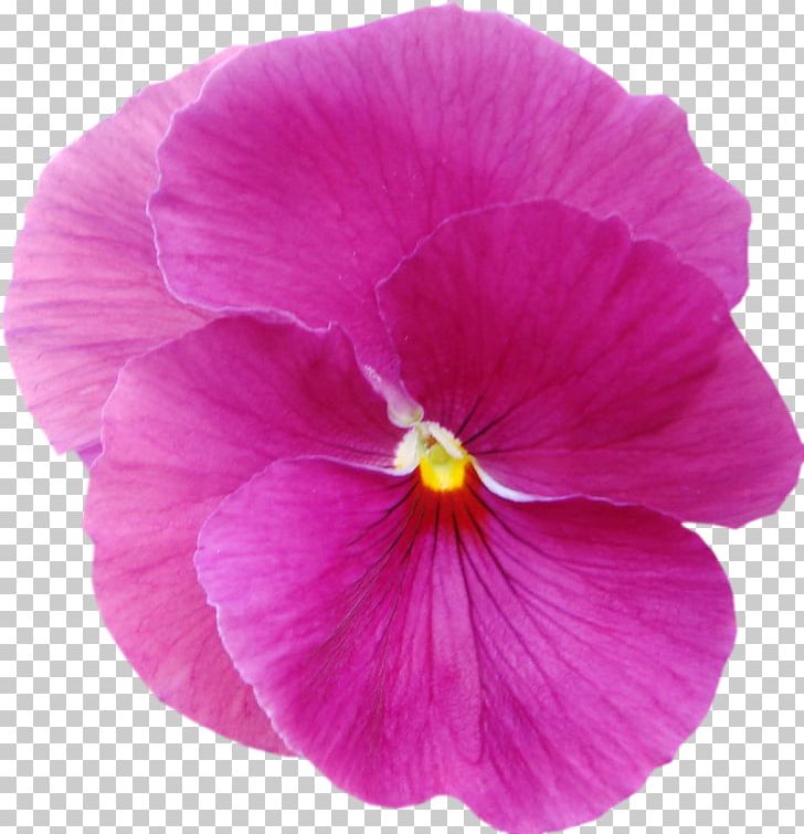 Violet Pansy Mallows Plant Lilac PNG, Clipart, Annual Plant, Family, Flower, Flowering Plant, Herbaceous Plant Free PNG Download
