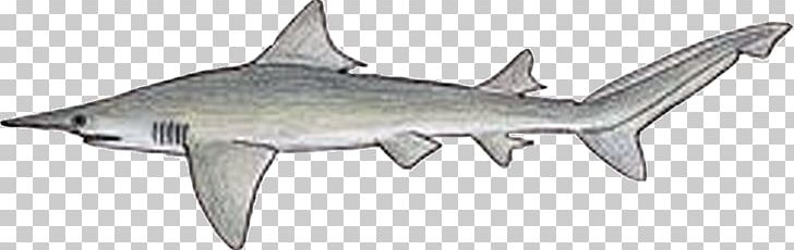 Daggernose Shark Sharks Of The World Sarcoprion Carcharhinus Galeomorphii PNG, Clipart, Animal Figure, Blue Shark, Carcharhinus, Cartilaginous Fish, Cartilaginous Fishes Free PNG Download