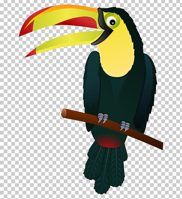 Toucan Bird PNG, Clipart, Animal, Beak, Bird, Cartoon, Clip Art Free PNG Download