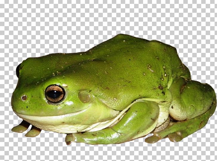 American Bullfrog Australian Green Tree Frog True Frog PNG, Clipart, American Bullfrog, American Green Tree Frog, Amphibian, Animals, Australian Green Tree Frog Free PNG Download