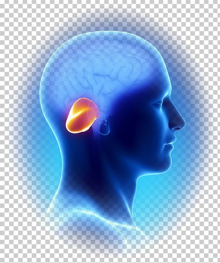 Cerebellum Brain Pons Function Medulla Oblongata PNG, Clipart, Anatomy, Brainstem, Cerebellar Tonsil, Cerebrum, Computer Wallpaper Free PNG Download