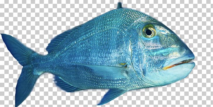 Coral Reef Fish Bonaire Marine Biology Fauna PNG, Clipart, Biology, Blue, Bonaire, Caribbean, Coral Free PNG Download