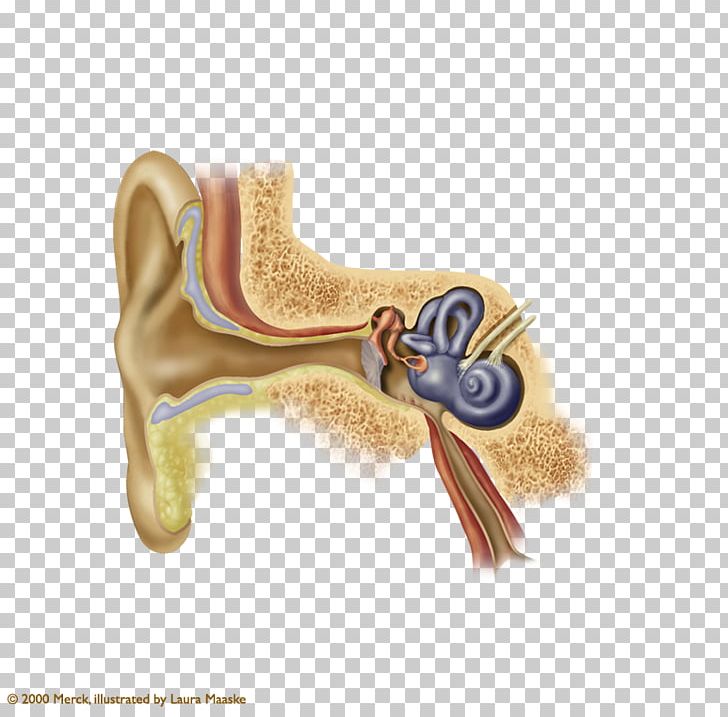 Eardrum Earwax Auricle Myringoplasty PNG, Clipart, Auricle, Ear, Ear Canal, Eardrum, Ears Free PNG Download