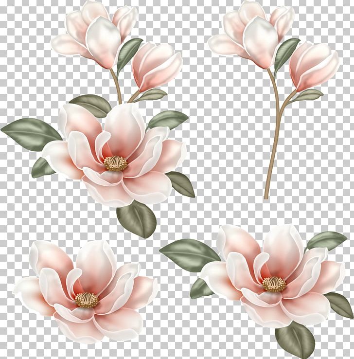 Flower Magnolia PNG, Clipart, Blossom, Chinese, Chinese Flower, Clip Art, Cut Flowers Free PNG Download