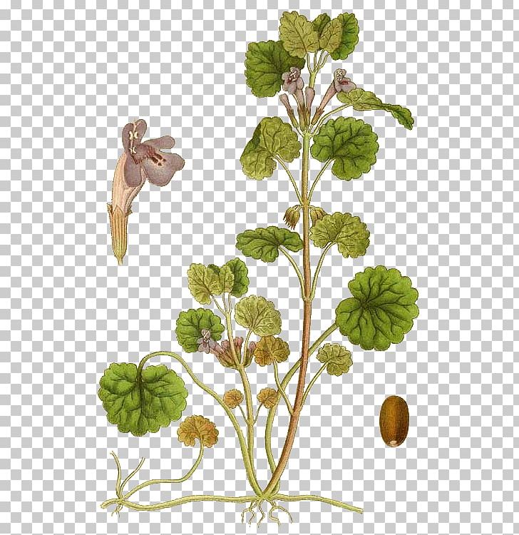 Ground-ivy Common Ivy Medicinal Plants Veronica Hederifolia PNG, Clipart,  Free PNG Download