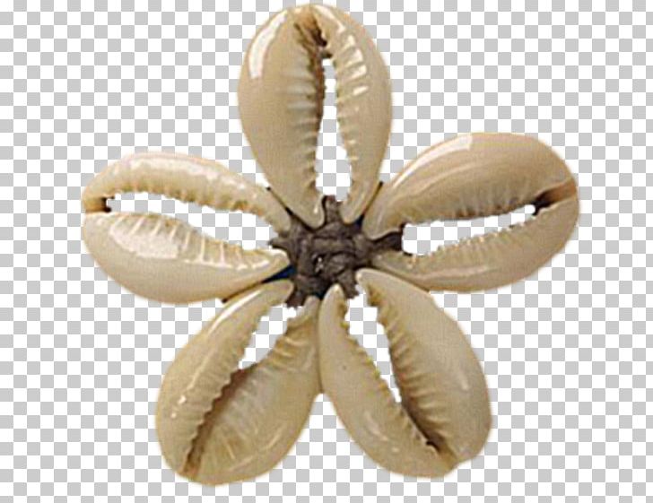Invertebrate PNG, Clipart, Flower, Invertebrate, Others, Shell Free PNG Download