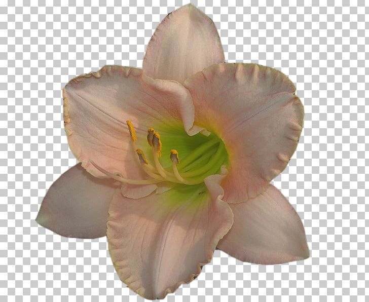Portable Network Graphics Petal Pixel Daylily PNG, Clipart, Animation, Belladonna, Daylily, Flower, Fractal Free PNG Download