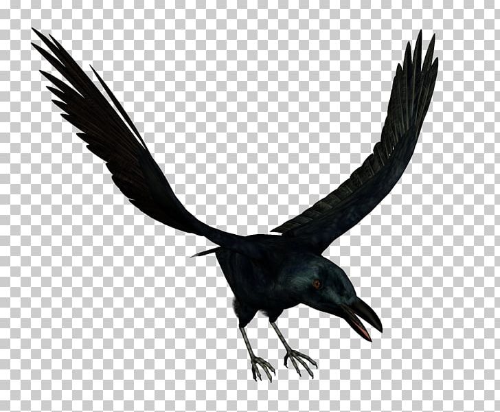 Bird Crows PNG, Clipart, Animal, Animals, Beak, Bird Cage, Bird Nest Free PNG Download