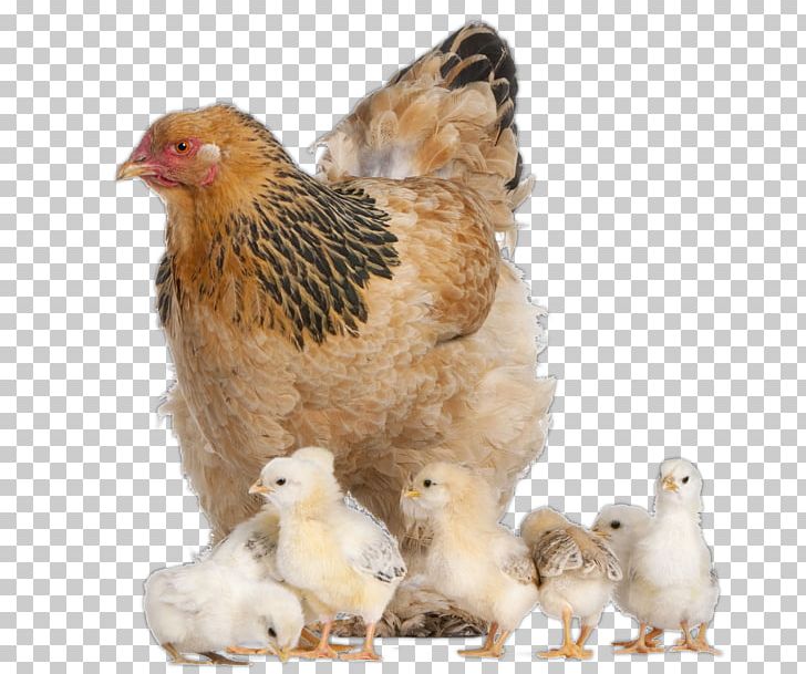 Brahma Chicken Australorp Wyandotte Chicken Kifaranga Stock Photography PNG, Clipart, Animal, Australorp, Bantam, Beak, Bird Free PNG Download