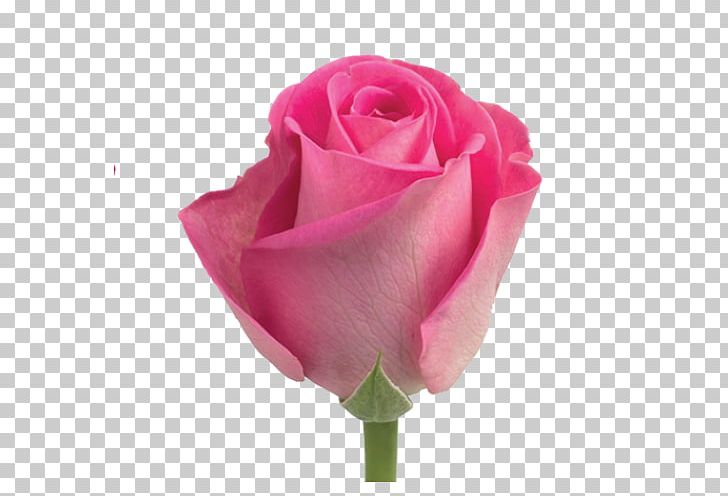 Garden Roses Cabbage Rose Floribunda Pink Flower PNG, Clipart, Artificial Flower, Bud, China Rose, Cut Flowers, Floribunda Free PNG Download