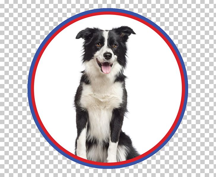Border Collie Rough Collie Shetland Sheepdog Bearded Collie Golden Retriever PNG, Clipart, Aging In Dogs, Animals, Border, Border Collie, Carnivoran Free PNG Download