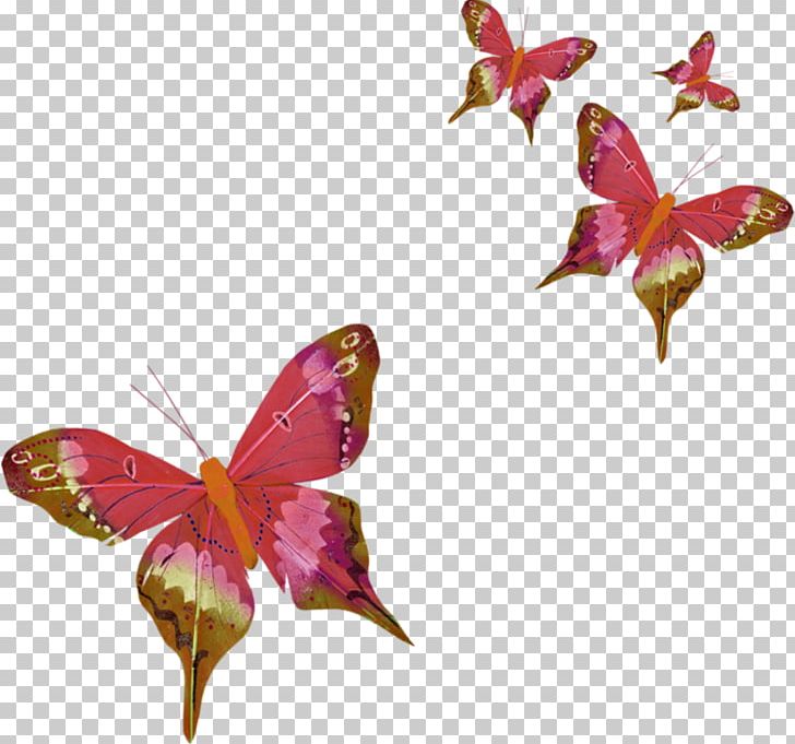 Butterfly Three-letter Acronym PNG, Clipart, Animation, Arthropod, Brush Footed Butterfly, Butterflies And Moths, Butterfly Free PNG Download