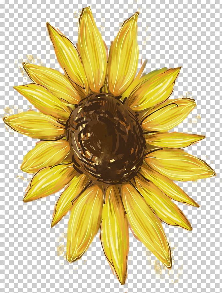 Common Sunflower PNG, Clipart, Daisy Family, Editing, Flower, Flowering Plant, Flowers Free PNG Download
