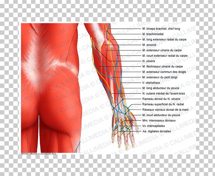 Forearm Muscle Elbow Anatomy Muscular System PNG, Clipart, Abdomen, Anatomy, Anconeus Muscle, Arm, Back Free PNG Download