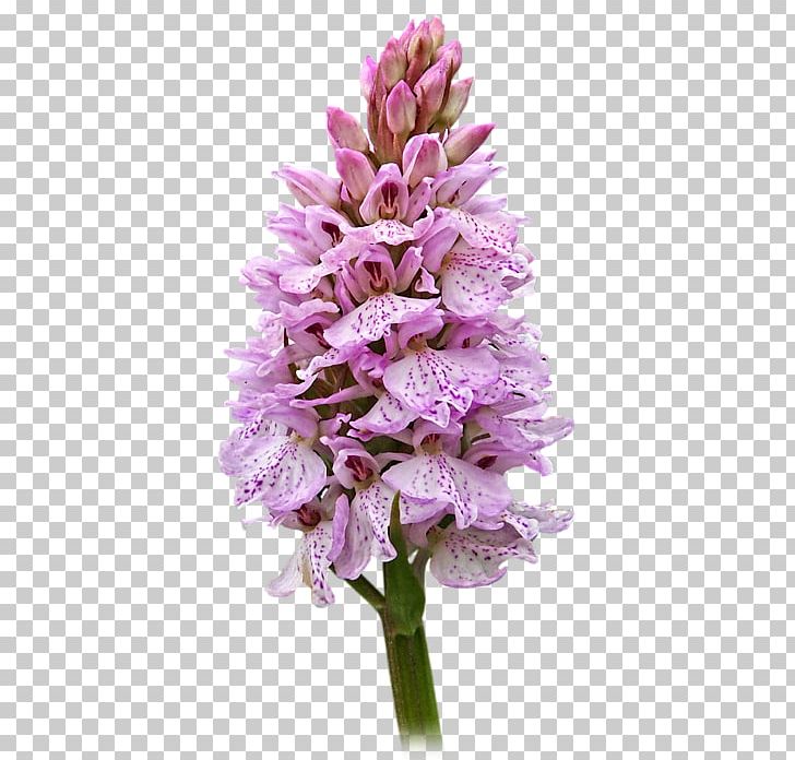 Hyacinth Cut Flowers Common Lilac Herbaceous Plant PNG, Clipart, Common Lilac, Cut Flowers, Flower, Flowering Plant, Herbaceous Plant Free PNG Download